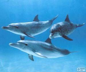yapboz deniz yatakta Dolphins yüzme